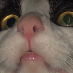 shebureke
