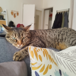 lilyroos
