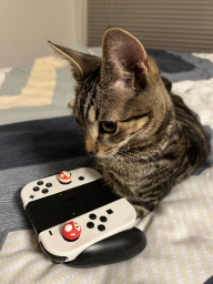 nicklutuxun